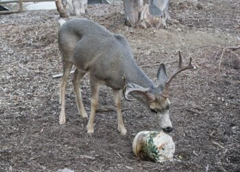 Hahn fawns over Catalina Island mule deer