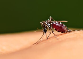Health Department investigates first case of Dengue