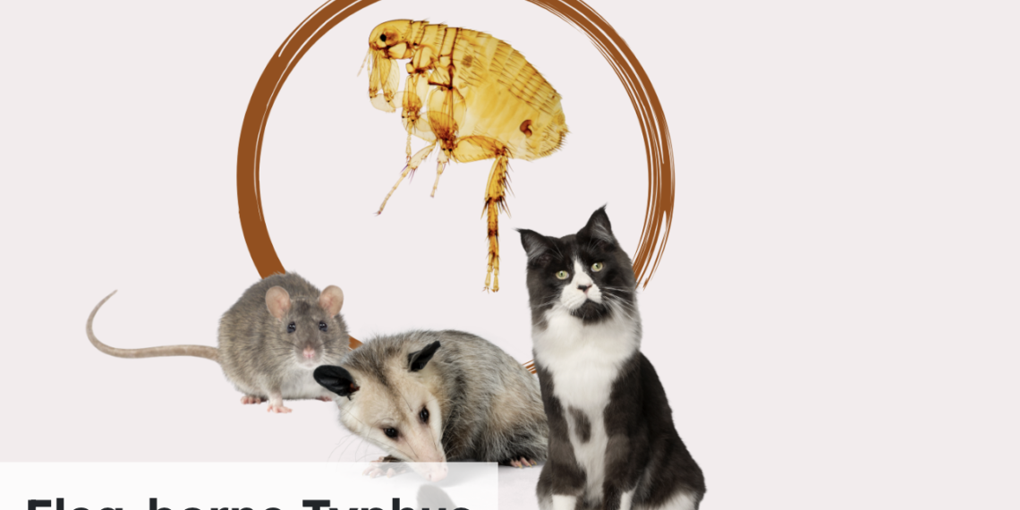 County health officials warn of serious flea-borne typhus outbreak