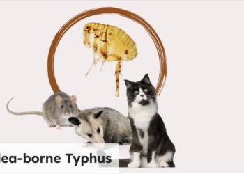 County health officials warn of serious flea-borne typhus outbreak